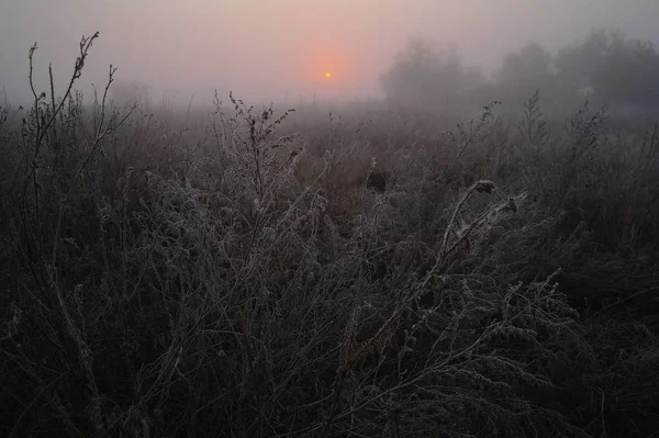 frost soğuk sisli sabah ile ormanın yakınındaki çayır kuru çim kaplı.