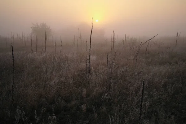 frost soğuk sisli sabah ile ormanın yakınındaki çayır kuru çim kaplı.