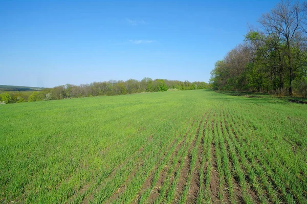 Lente Komt Naar Het Land — Stockfoto