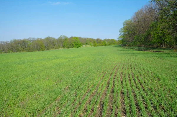 Lente Komt Naar Het Land — Stockfoto