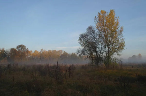 Осенний лес с туманным утром — стоковое фото