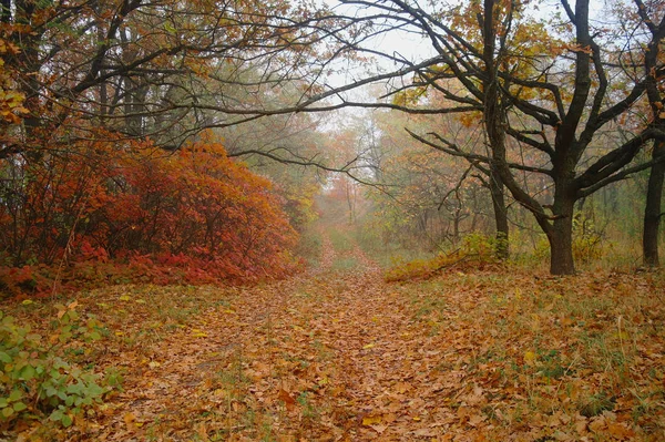 Sisteki sonbahar ülkede yol