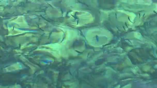 Kép, kék víz háttér kék tenger víz és a tenger hullámok a trópusi, korallzátonyos a Red Sea, Egyiptom — Stock videók