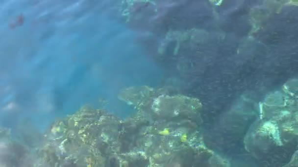 Photo de fond bleu eau de mer bleue et vagues de mer dans le récif tropical de la mer Rouge, Egypte — Video