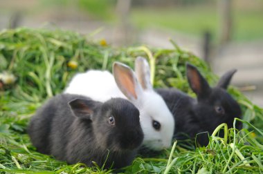 siyah ve beyaz tavşan çim. portre