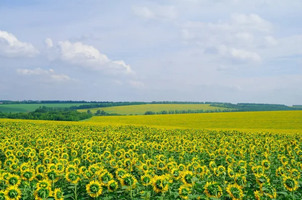 Sunflower field and cloudy sky — Stock Photo, Image