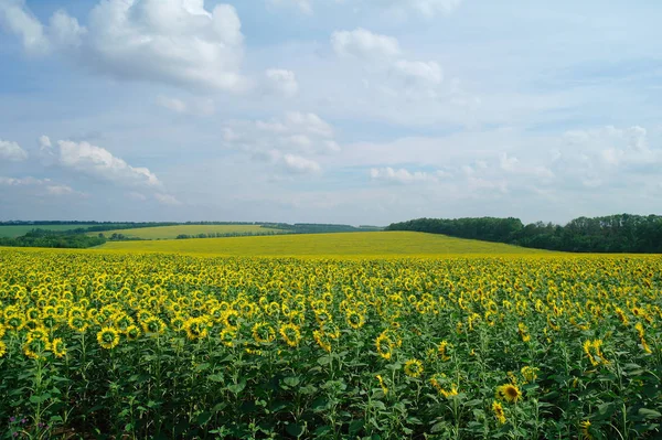 Champ de tournesol et ciel nuageux — Photo