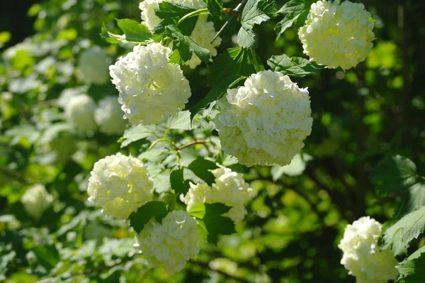 Weiße duftende Blumen vor Hintergrund — Stockfoto