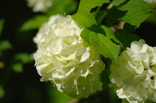 Weiße duftende Blumen vor Hintergrund — Stockfoto