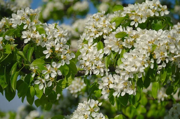 Blütenzweig einer Birne gegen den blauen Himmel — Stockfoto