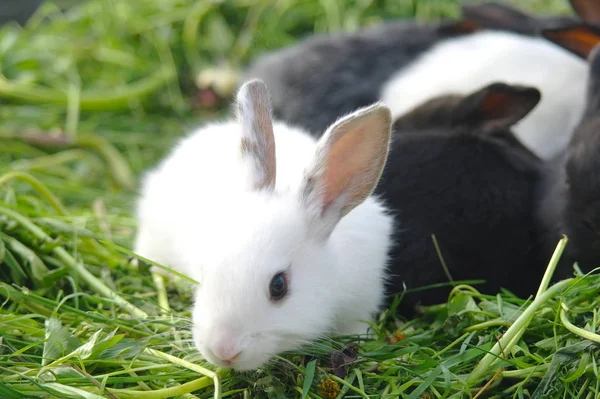 Witte en zwarte konijnen op het gras. Closeup — Stockfoto