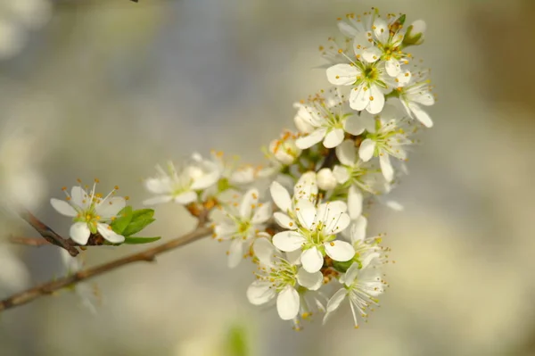 Blooming apple tree in spring time — Stock Photo, Image