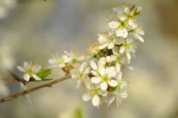 Macieira florescendo em tempo de primavera — Fotografia de Stock