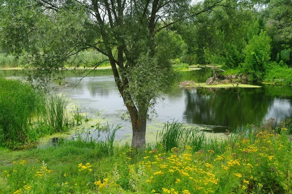 Lac d'été près de la forêt avec des arbres . — Photo