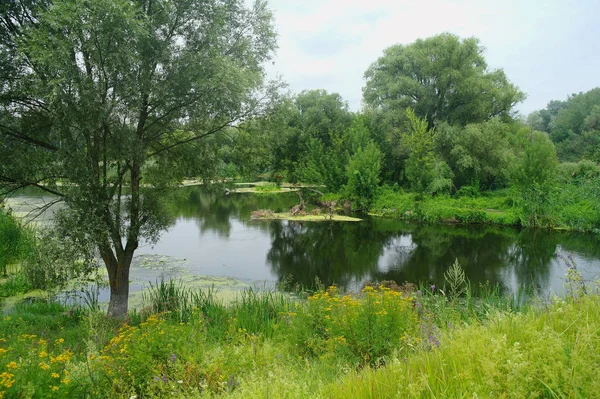 V létě jezero nedaleko lesa se stromy. — Stock fotografie