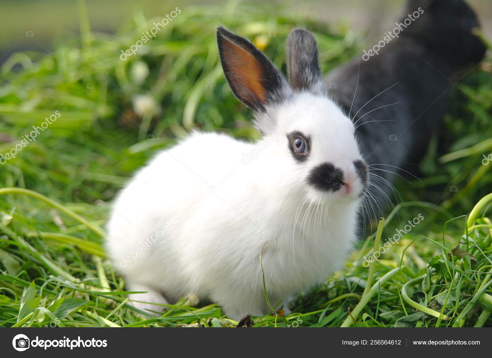 White and black rabbits on the closeup — Stock Photo © e