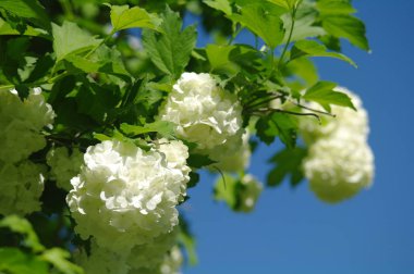 Beyaz bir arka plana dayanır çiçek kokulu