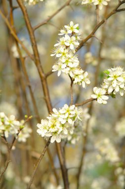 Bahar zamanı çiçek açan elma ağacı.
