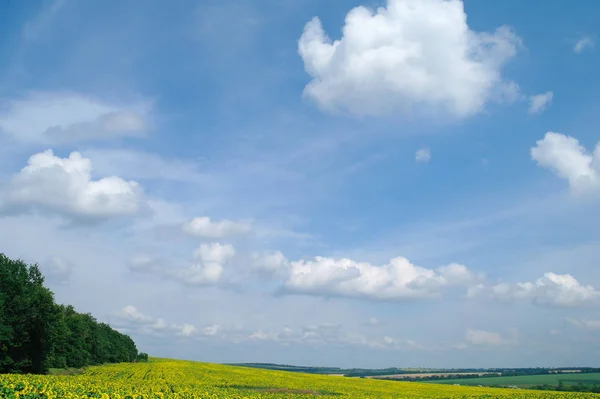 Champ de tournesol et ciel nuageux — Photo