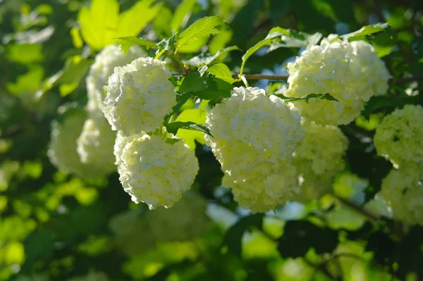 Weiße duftende Blumen vor Hintergrund — Stockfoto