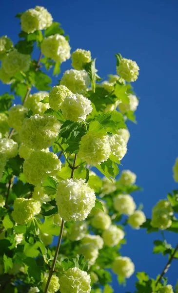 Weiße duftende Blumen vor Hintergrund — Stockfoto