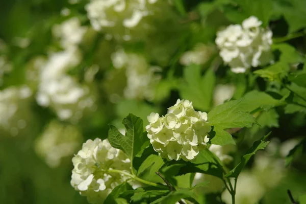 Weiße duftende Blumen vor Hintergrund — Stockfoto