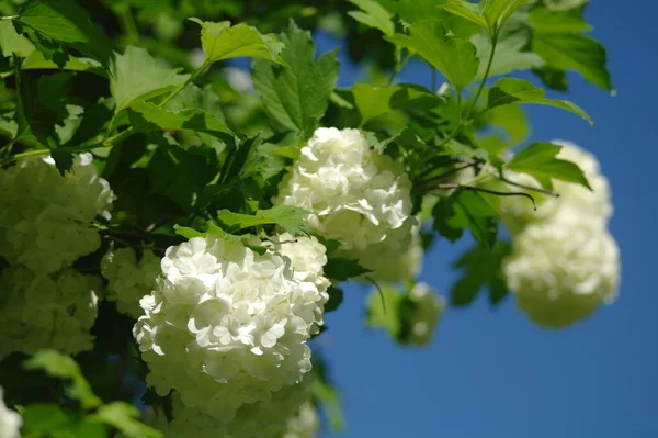 Valkoinen tuoksuva kukkia taustaa vasten — kuvapankkivalokuva