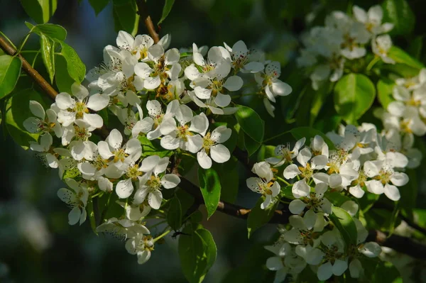 Flowering branch of a pear against the blue sky — Stock Photo, Image