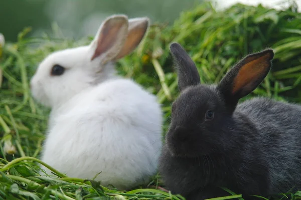 Witte en zwarte konijnen op het gras. Closeup — Stockfoto