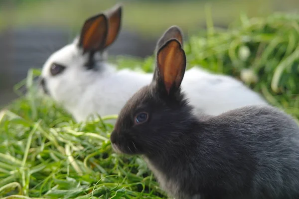 Lapins blancs et noirs sur l'herbe. gros plan — Photo