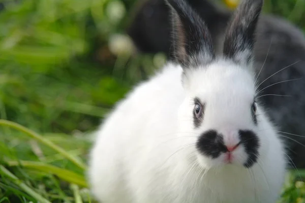 Conejos blancos y negros en la hierba. primer plano —  Fotos de Stock
