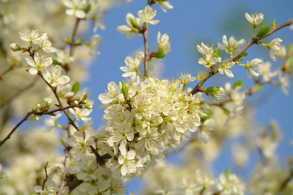 Blühender Apfelbaum im Frühling — Stockfoto