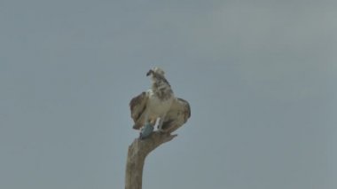 Yırtıcı kuş bir ağaçta yakalanan balıkları yer. Marsa Alam Mısır