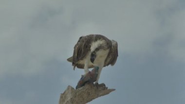 Yırtıcı kuş bir ağaçta yakalanan balıkları yer. Marsa Alam Mısır