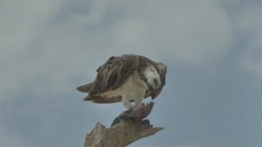 Yırtıcı kuş bir ağaçta yakalanan balıkları yer. Marsa Alam Mısır