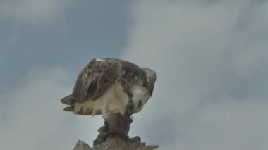 Yırtıcı kuş bir ağaçta yakalanan balıkları yer. Marsa Alam Mısır