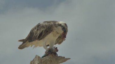 Yırtıcı kuş bir ağaçta yakalanan balıkları yer. Marsa Alam Mısır