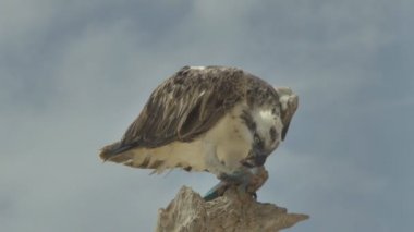 Yırtıcı kuş bir ağaçta yakalanan balıkları yer. Marsa Alam Mısır