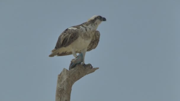 Pájaro de presa come pescado capturado en un árbol. Marsa Alam Egipto — Vídeo de stock