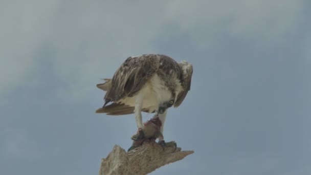 Pájaro de presa come pescado capturado en un árbol. Marsa Alam Egipto — Vídeos de Stock