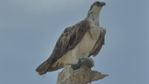 Roofvogel eet gevangen vis op een boom. Marsa Alam Egypte — Stockvideo