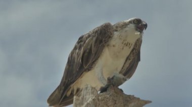 Yırtıcı kuş bir ağaçta yakalanan balıkları yer. Marsa Alam Mısır