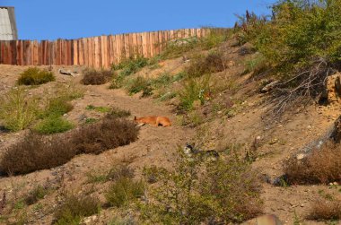 Bu resim şekerleme iki köpek yamaçta gösteriyor.