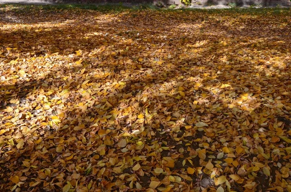 这张图片显示了秋天叶子的盖子 — 图库照片