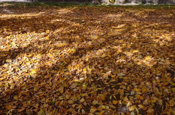 Esta Imagen Muestra Una Cubierta Hojas Otoño — Foto de Stock