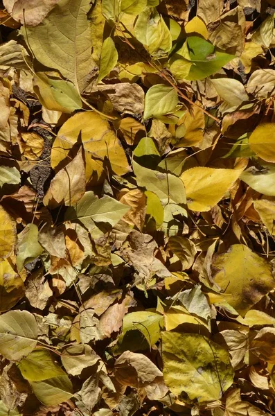 Dieses Bild Zeigt Einen Teppich Aus Herbstblättern Der Kontrastreich Vergrößert — Stockfoto