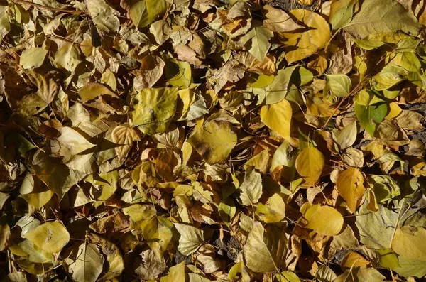 Dieses Bild Zeigt Einen Teppich Aus Herbstblättern Kontrastreich — Stockfoto