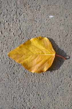 Bu resim bir yırtık sonbahar ağaç yaprak gösteriyor