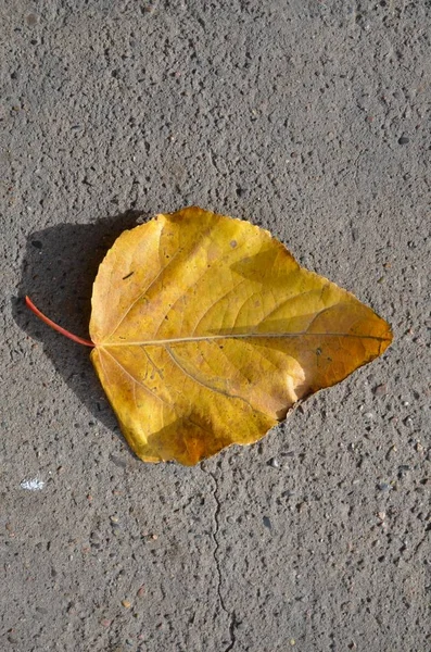 Esta Imagem Mostra Uma Folha Rasgada Árvore Outono — Fotografia de Stock