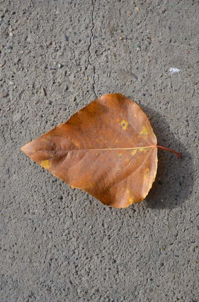 Picture Shows Torn Autumn Tree Leaf — Stock Photo, Image